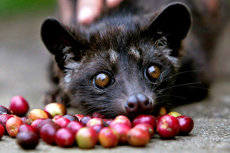 Τι είναι το Kopi Luwak;